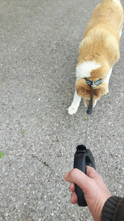 Toffee the Japanese Akita very stubborn