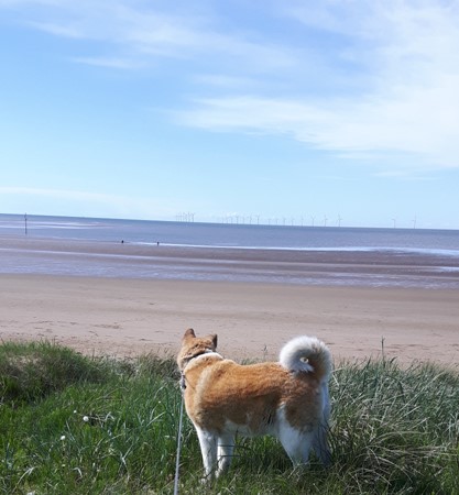 Toffee the Japanese Akita Summer