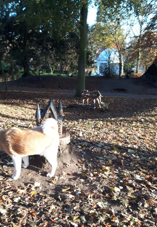 Toffee the Japanese Akita Autumn