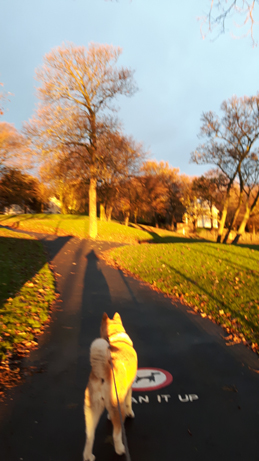 Toffee the Japanese Akita Vale Park Autumn