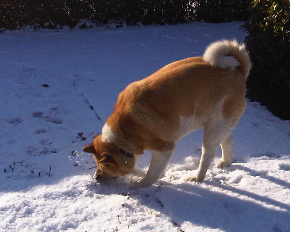 Toffee the Japanese Akita winter snow