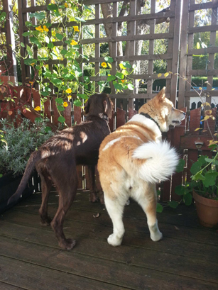 Toffee the Japanese Akita with Fuggles back to back