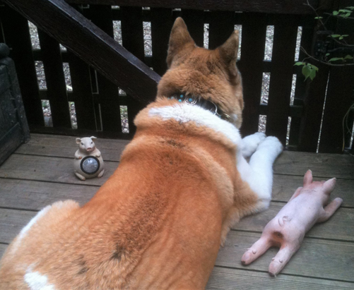 Toffee the Japanese Akita Mr Piggy dog toy