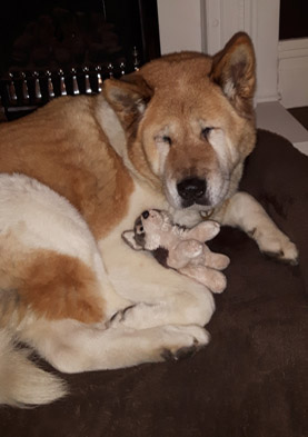Toffee the Japanese Akita puppy dog toys