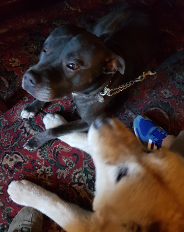 Toffee the Japanese Akita and Sultan paw in paw 2