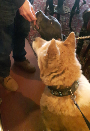 Toffee the Japanese Akita with Sultan sharing a treat