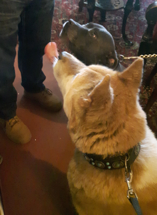 Toffee the Japanese Akita with Sultan sharing a treat 2