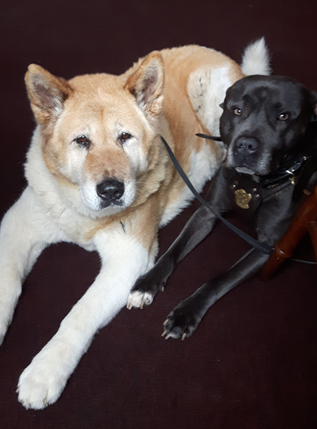 Toffee the Japanese Akita witrh Sultan side by side