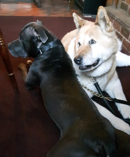 Toffee the Japanese Akita with Sultan top to tail