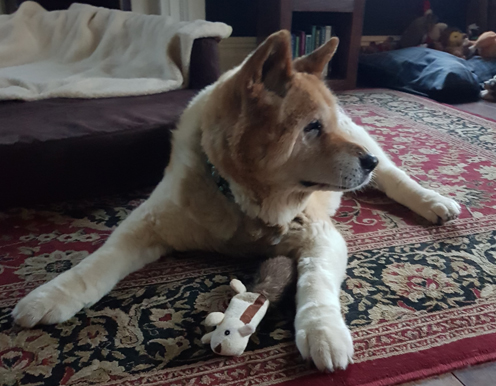 Toffee the Japanese Akita Xmas 2018 present 1