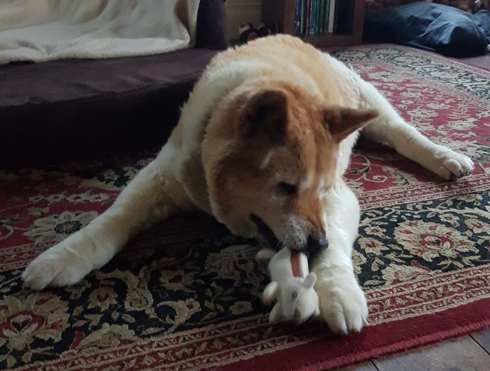 Toffee the Japanese Akita Xmas 2018 present 2