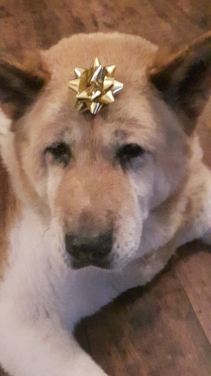 Toffee the Japanese Akita Xmas present bow 2015