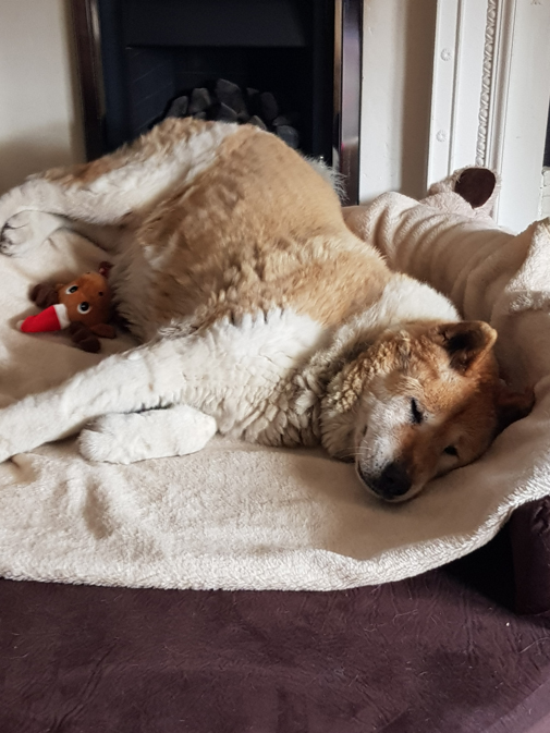 Toffee the Japanese Akita asleep