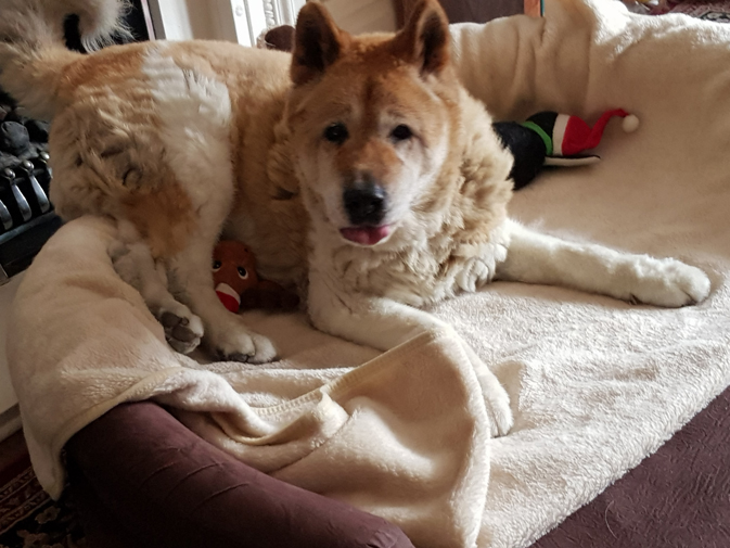 Toffee the Japanese Akita awake