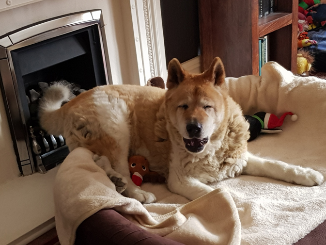 Toffee the Japanese Akita yawn