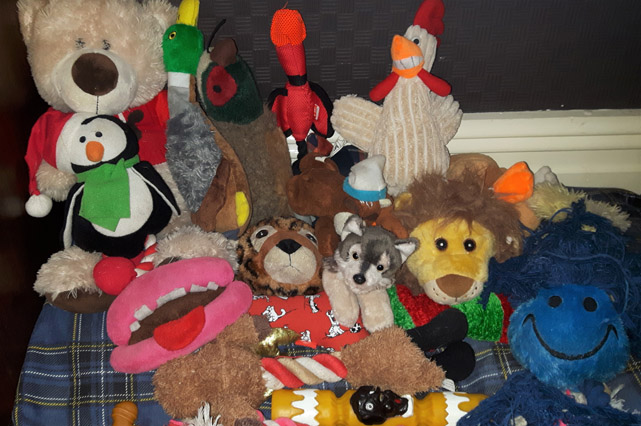 Toffee the Japanese Akita dog toys tidied